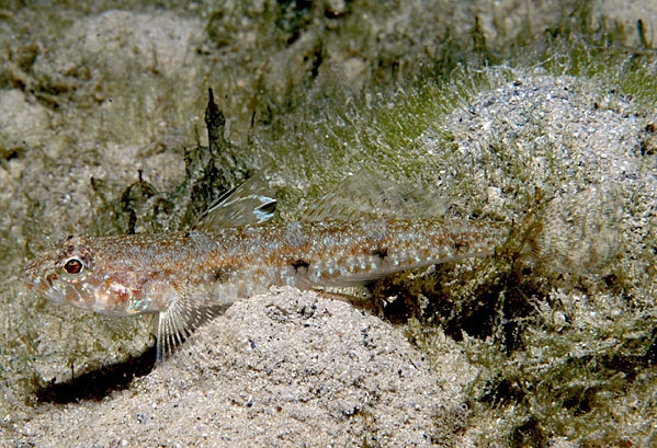 Deltentosteus quadrimaculatus (Ghiozzetto quadrimaculato)